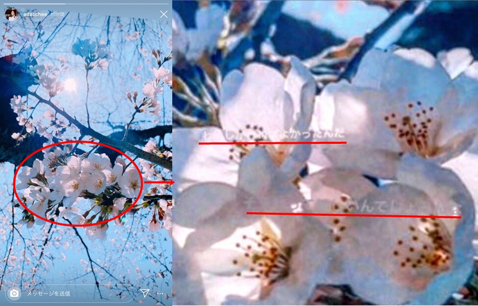 満開の桜の写真